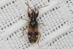 Pseudopamera nitidula