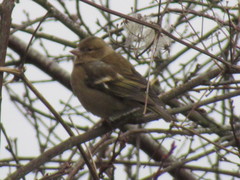 Fringilla coelebs