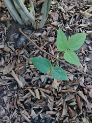 Vigna unguiculata sesquipedalis