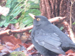 Turdus merula