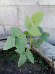 Vigna unguiculata sesquipedalis