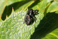 Phidippus johnsoni