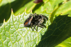 Phidippus johnsoni