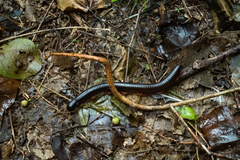 Archispirostreptus gigas