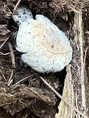Hypomyces chrysospermus