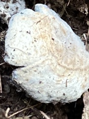 Hypomyces chrysospermus