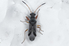 Pseudopachybrachius vinctus