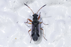 Pseudopachybrachius vinctus