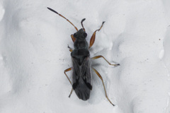 Pseudopachybrachius vinctus
