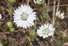 Hemizonia congesta luzulifolia