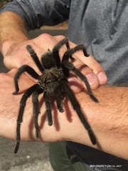 Aphonopelma steindachneri