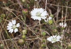 Hemizonia congesta luzulifolia