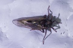 Delphacodes