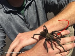 Aphonopelma steindachneri