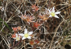 Dudleya blochmaniae blochmaniae