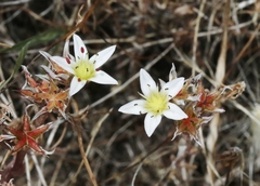 Dudleya blochmaniae blochmaniae