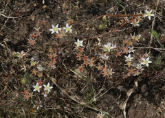 Dudleya blochmaniae blochmaniae