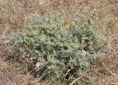Astragalus curtipes