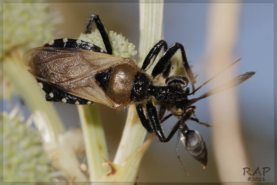 Apiomerus barbiellinii