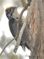 Picoides dorsalis bacatus