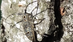 Mesosa curculionoides