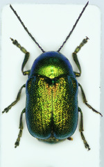 Cryptocephalus aureolus