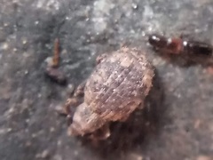 Myosides seriehispidus