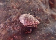 Myosides seriehispidus