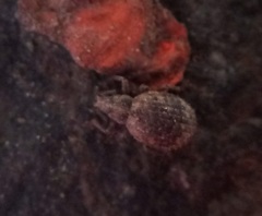 Myosides seriehispidus