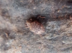 Myosides seriehispidus