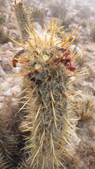 Oreocereus leucotrichus