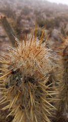 Oreocereus leucotrichus