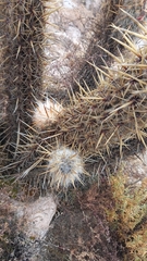 Oreocereus leucotrichus