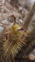Oreocereus leucotrichus