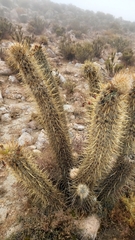 Oreocereus leucotrichus