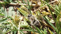 Eucera nigrescens