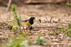 Pipilo erythrophthalmus alleni