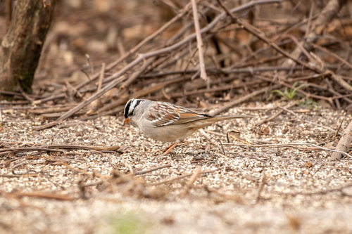 White-crowned Sparrow photographed in Florida