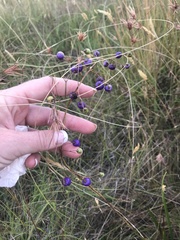 Dianella caerulea