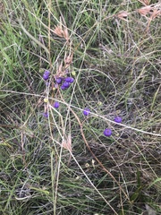 Dianella caerulea