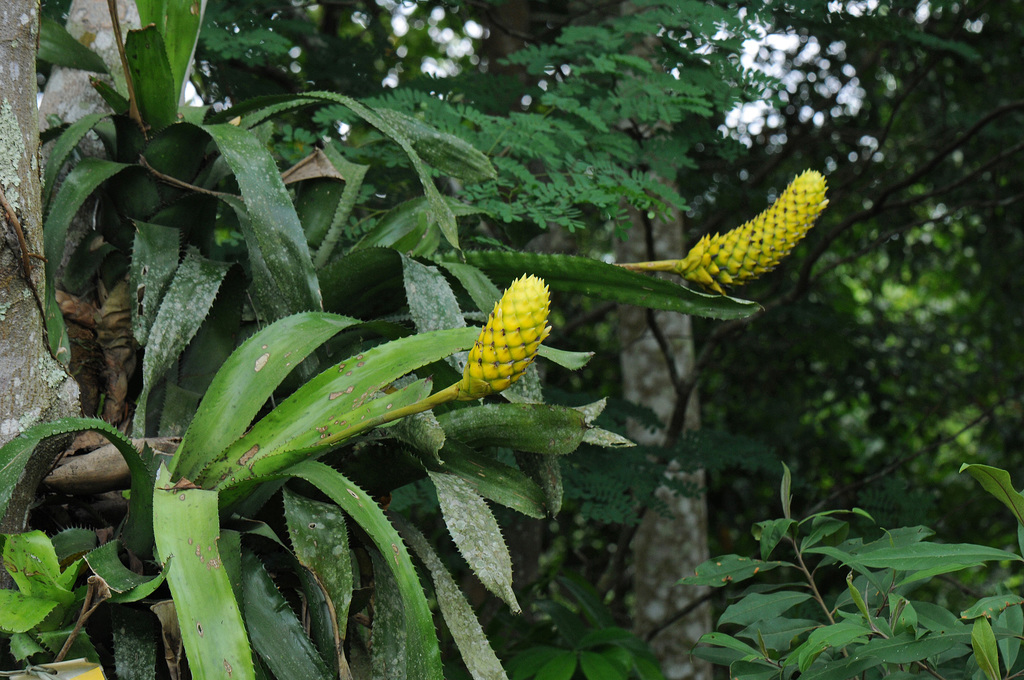 Quesnelia edmundoi