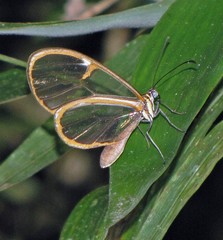 Episcada hymenaea hymenaea