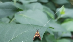 Nemophora degeerella