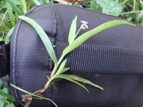 Nakedstem dewflower (Murdannia nudiflora)