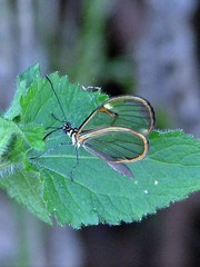 Episcada hymenaea hymenaea
