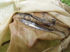 Cobitis taenia