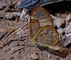 Episcada hymenaea hymenaea