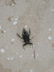 Lethocerus collosicus