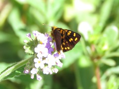 Metisella metis
