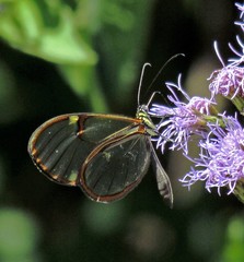 Episcada hymenaea hymenaea